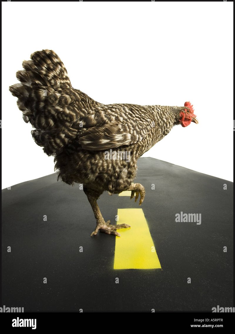 Learn about juego chicken road