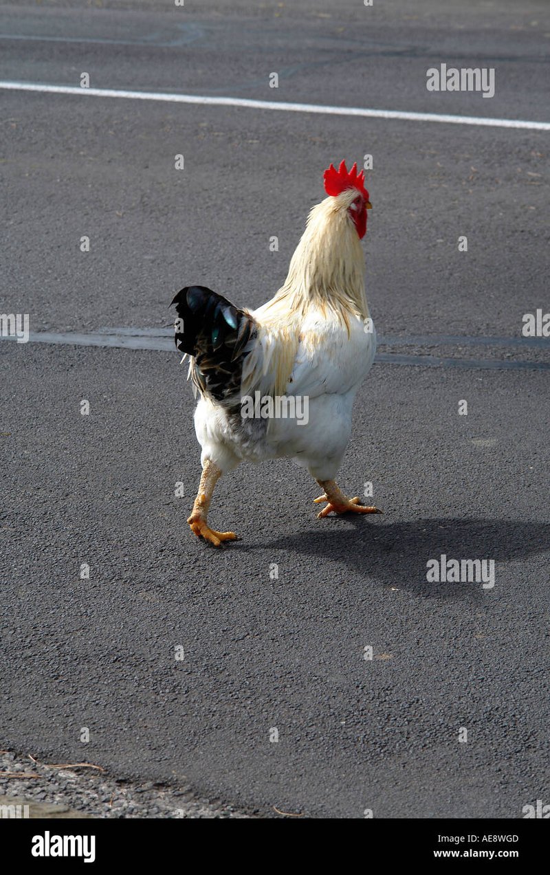 Jugar chicken road in Spain